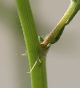 Blattöhrchen eines oberen Stängelblattes. Der Stängel des Seitentriebs ist hier behaart. (Bild: W. Wohlers)