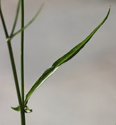 Ein mittleres Stängelblatt von 10 cm Länge. (Bild: W. Wohlers)