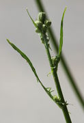 Knospen bzw. Seitentriebe in den oberen drei Stängelblättern. (Bild: W. Wohlers)