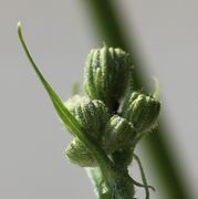 Die anfangs rundlichen und noch kleinen Knospen werden dicker. (Bild: W. Wohlers)