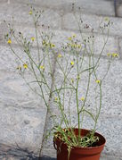 Eine 60 cm hohe Einzelpflanze mit fünf Trieben. (Bild: W. Wohlers)