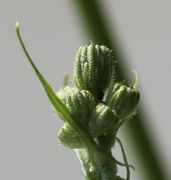 Die Knospen werden länger, hier die hintere. (Bild: W. Wohlers)