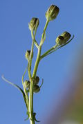 Die Triebspitze kurz bevor sich die grünen Knospen öffnen. Deswegen heißt er wohl Grüner Pippau. (Bild: W. Wohlers)