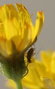 An den Hüllblättern hat sich eine Blattlaus niedergelassen. Es ist die gleiche Blüte wie das erste Foto. (Bild: W. Wohlers)