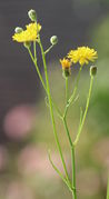 Drei Blüten und eine verblühter Korb sowie mehrere Knospen. (Bild: W. Wohlers)