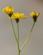 Die Blüten gehen zur gleichen Zeit auf. (Bild: W. Wohlers)