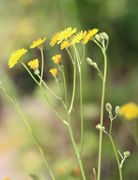 Die Blüten stehen häufig in gleicher Höhe. Sie haben einen Durchmesser von ca 2 cm. (Bild: W. Wohlers)