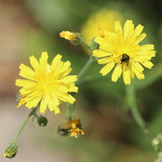 Zwei Blütenkörbe von oben. Einer wird gerade von einer Fliege besucht. (Bild: W. Wohlers)