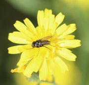 Die Fliege zeigte sich auch mal von der besten Seite. Es ist eine Tachinide, deren Larven viele Insektenarten parasitieren. (Bild: W. Wohlers)