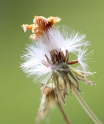 Die vertrockneten Blüten blieben hier am Korb hängen. Viele Samen sind dünn und wahrscheinlich taub. (Bild: W. Wohlers)