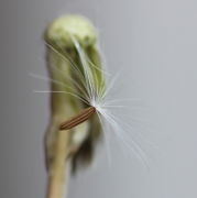 Der Flugkörper besteht aus einfachen, ca 4 mm langen Haaren. (Bild: W. Wohlers)