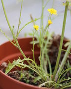 Die ersten Samen sind gereift und abgeflogen: Bei der Rosette bilden sich neue Triebe. (Bild: W. Wohlers)