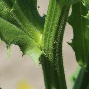 Blatt und Stängel sind kurz und dicht behaart, zumindest unten. (Bild: W. Wohlers)