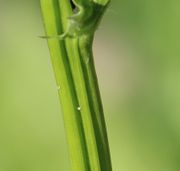 Oben sind die Stängel unbehaart. (Bild: W. Wohlers)