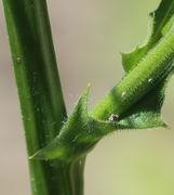 Der Hauptrieb ist kahl, nur die Seitentriebe sind manchmal behaart. (Bild: W. Wohlers)