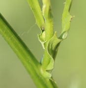 Im ersten Blatt des Seitentriebs entwickelt sich eine einzelne Knospe. (Bild: W. Wohlers)