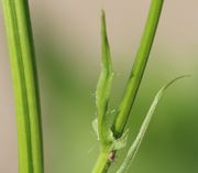 Die Blätter sind oben nur noch schmal mit einigen Zähnen und zwei großen Ohren. (Bild: W. Wohlers)