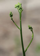 Die Knospen stehen an den Trieben anfangs eng zusammen. Es gibt nur noch winzige Blätter. (Bild: W. Wohlers)