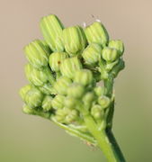 Ein Knäuel von Knospen. (Bild: W. Wohlers)