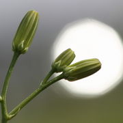 Heißt er eigentlich wegen der Knospen Schöner Pippau? (Bild: W. Wohlers, JKI)