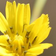 Viele Zungenblüten, im Inneren des Korbs einige noch geschlossen. (Bild: W. Wohlers, JKI)