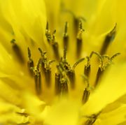 Die Narben sind zweiästig, der Pollen ist gelb. (Bild: W. Wohlers, JKI)