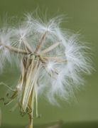 Die Hüllblätter sind ganz zurückgebogen und liegen dem Stiel an. (Bild: W. Wohlers, JKI)