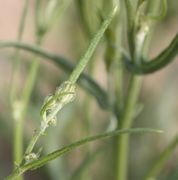 Die Knospen bilden sich früh, auch in den Blattachseln. (Bild: W. Wohlers, JKI)