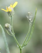 Die oberen Blätter sind linealisch, hier 15 cm lang und mit zwei Öhrchen, die aber bei kleineren Blättern fehlen. (Bild: W. Wohlers, JKI)