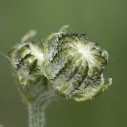 Die Knospen sind mit schwarzen Borsten besetzt, es sind Drüsenhaare, und wollig behaart. (Bild: W. Wohlers, JKI)