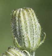 Hier haben die schwarzen Borsten Sekrettropfen. (Bild: W. Wohlers, JKI)