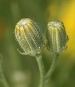 Die inneren Hüllblätter lassen an der Spitze das Gelb der Blütchen durchscheinen. (Bild: W. Wohlers, JKI)