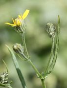 Der Korb öffnet sich, die ersten Zungen der Blüten haben sich entfaltet. (Bild: W. Wohlers, JKI)