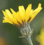 Ein völlig aufgeblühter Korb. Die Zungenblüten sind rein gelb, ohne rötliche Verfärbungen. (Bild: W. Wohlers, JKI)