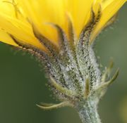 Die inneren Hüllblätter tragen viele, die äußeren nur wenige schwarze Borsten. (Bild: W. Wohlers, JKI)