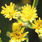 Die Blütenkörbe enthalten nur Zungenblüten. Die inneren Zungen sind kleiner als die äußeren. (Bild: W. Wohlers, JKI)