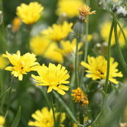 Die Blütenkörbe sind nicht viel größer als 1,5 cm. (Bild: W. Wohlers, JKI)