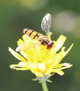 Ein Blütenkorb mit der Hain-Schwebfliege, dem Insekt des Jahres 2004,  hier ein Männchen, Pollen aufsaugend. (Bild: W. Wohlers)