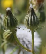 Die Körbe schwellen mit zunehmender Reife an. (Bild: W. Wohlers, JKI)