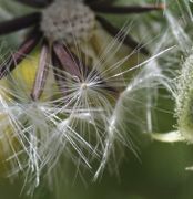 Der Flugkörper besteht aus weißen, einfachen Haaren, die etwas länger sind als die Samen. (Bild: W. Wohlers, JKI)