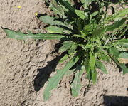 Die Blätter der Rosette können 15 cm lang werden. (Bild: W. Wohlers)