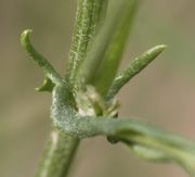 Die Öhrchen sind lang und spitz auslaufend. (Bild: W. Wohlers, JKI)