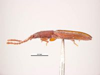 Cryptolestes ferrugineus PaDIL135832j.jpg