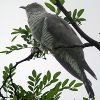 Cuckoo (Cuculus canorus)