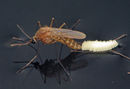 Culex quinquefasciatus Flickr1.jpg