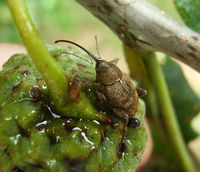 Curculio3.jpg