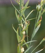 Die Leinpflanze mit Cuscuta im Anfangsstadium der Besiedlung. (Bild: W. Wohlers, JKI)