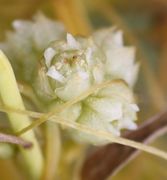 Die kugeligen Blüten stehen in Knäueln und haben jeweils fünf Antheren und zwei Narben. (Bild: W. Wohlers, JKI)