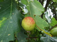 Galle von Cynips quercusfolii an der Blattunterseite der Stiel-Eiche (Foto: Alexandra Kehl)