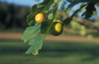 Galle von Cynips quercusfolii an der Blattunterseite der Stiel-Eiche (Foto: Alexandra Kehl)